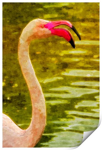 Flamingo, close-up Print by Bernd Tschakert