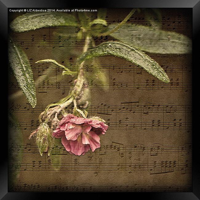 Music and Flowers Framed Print by LIZ Alderdice