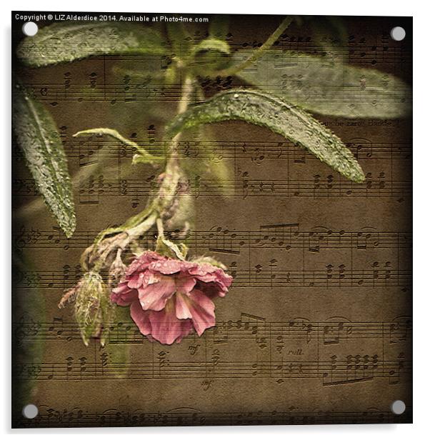 Music and Flowers Acrylic by LIZ Alderdice