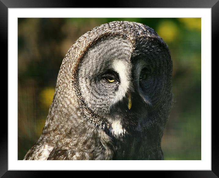 Great Grey Owl Framed Mounted Print by Linda More