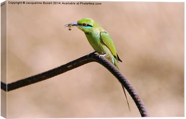 Bee Eater with a Bee Canvas Print by Jacqueline Burrell