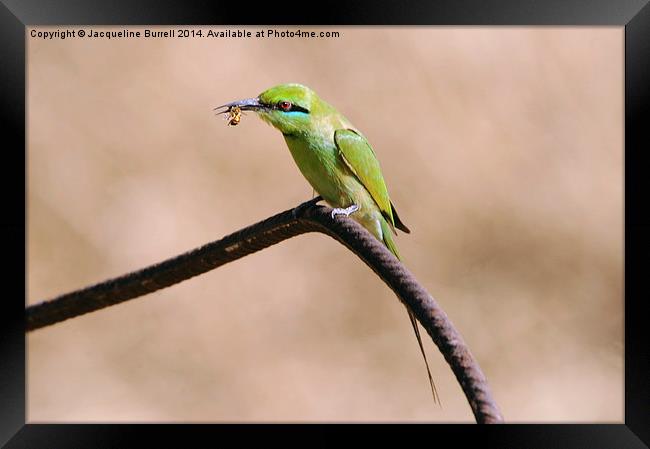 Bee Eater with a Bee Framed Print by Jacqueline Burrell