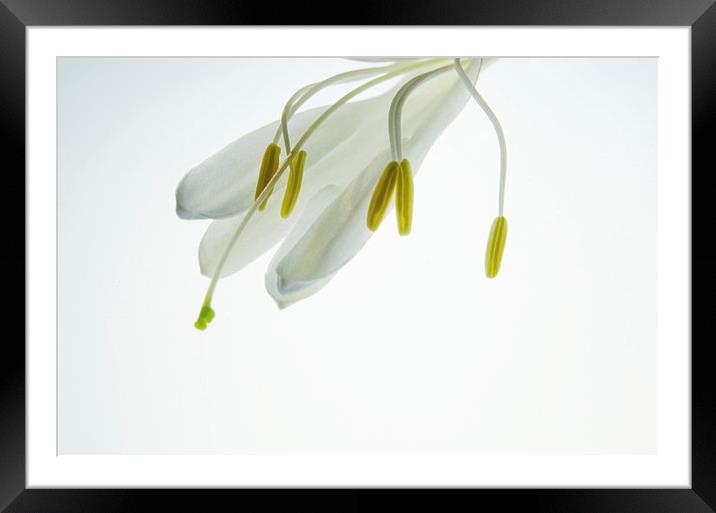 Simple White 1 Framed Mounted Print by Jean Booth
