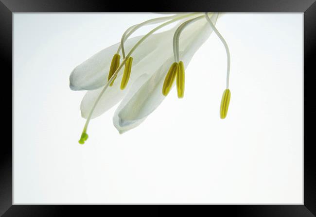 Simple White 1 Framed Print by Jean Booth