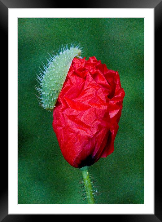 Poppy Bud Framed Mounted Print by Colin Tracy