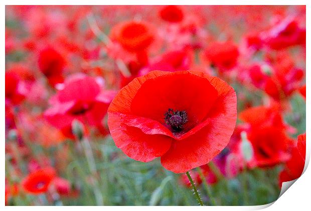 Poppy - One Among Many Print by Colin Tracy