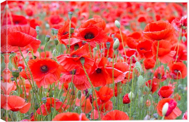 Poppies Galore! Canvas Print by Colin Tracy