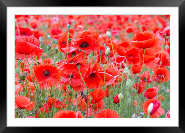 Poppies Galore! Framed Mounted Print by Colin Tracy