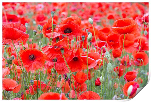 Poppies Galore! Print by Colin Tracy