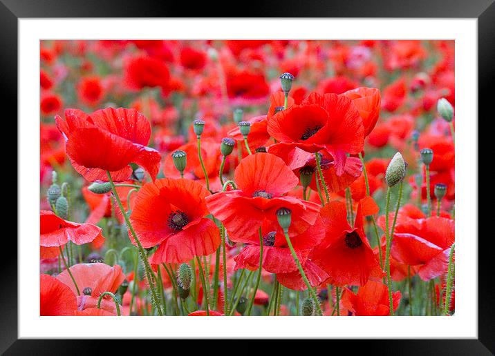 Poppies Galore! 2 Framed Mounted Print by Colin Tracy
