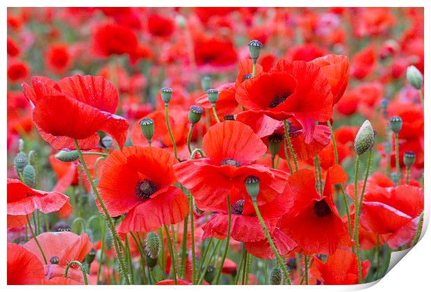 Poppies Galore! 2 Print by Colin Tracy