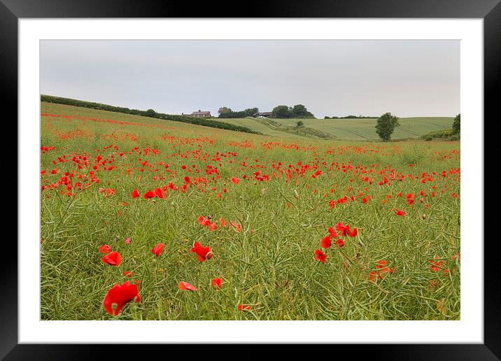 Poppy Field Framed Mounted Print by Colin Tracy