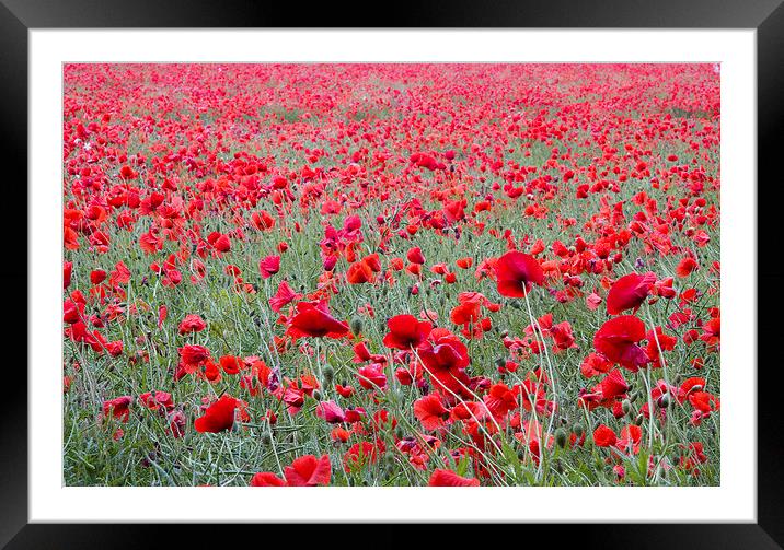 Poppies Galore! 3 Framed Mounted Print by Colin Tracy