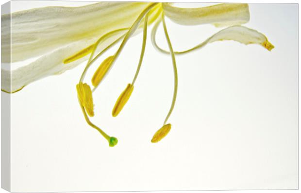 Simple White 4 Canvas Print by Jean Booth