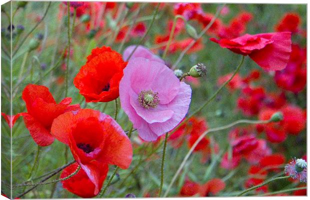 Pink Poppy Canvas Print by Colin Tracy