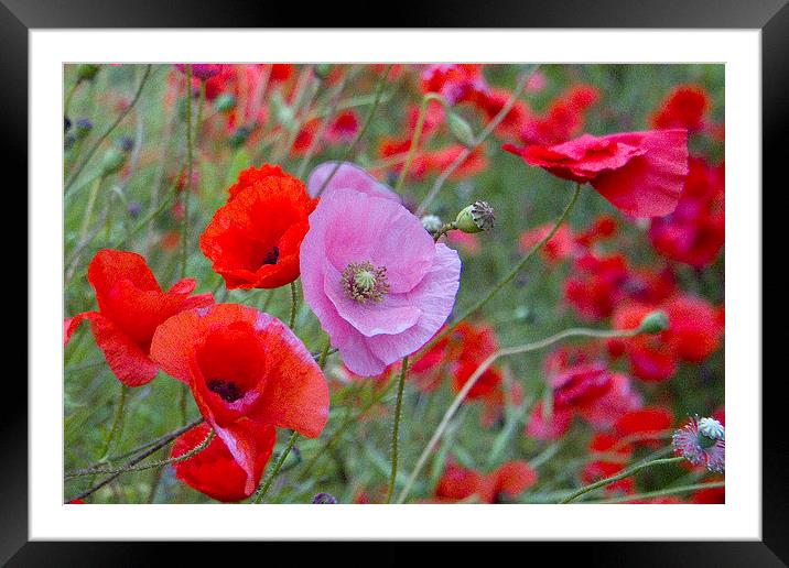 Pink Poppy Framed Mounted Print by Colin Tracy