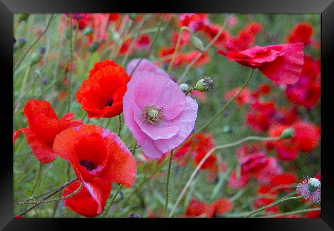 Pink Poppy Framed Print by Colin Tracy