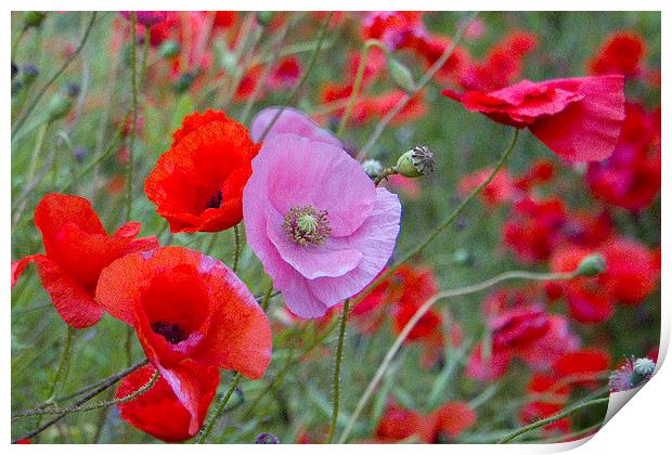 Pink Poppy Print by Colin Tracy