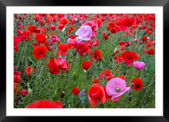 Pink Poppies in Red Framed Mounted Print by Colin Tracy