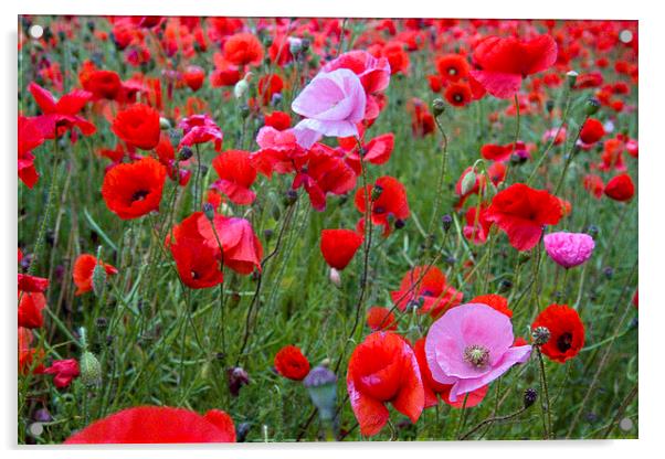 Pink Poppies in Red Acrylic by Colin Tracy