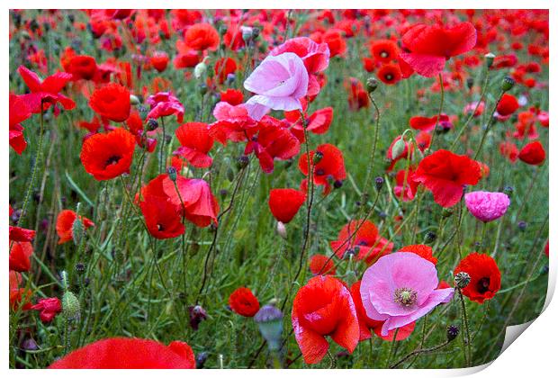 Pink Poppies in Red Print by Colin Tracy