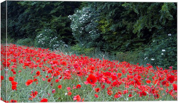 The Edge of the Poppy Field Canvas Print by Colin Tracy