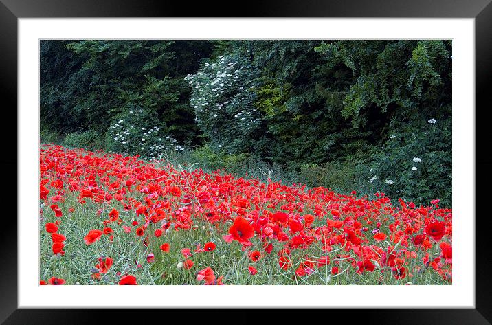 The Edge of the Poppy Field Framed Mounted Print by Colin Tracy