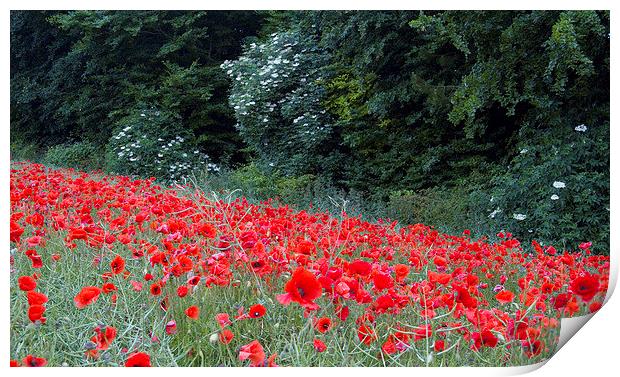 The Edge of the Poppy Field Print by Colin Tracy