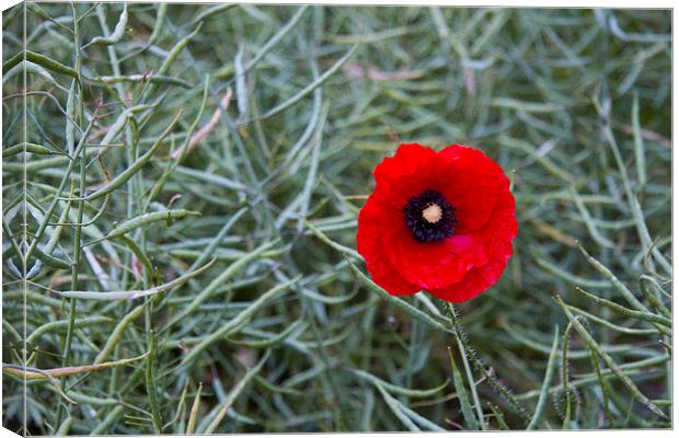 Single Poppy in Rape seedheads Canvas Print by Colin Tracy