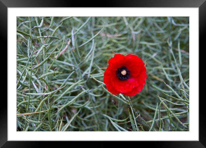 Single Poppy in Rape seedheads Framed Mounted Print by Colin Tracy