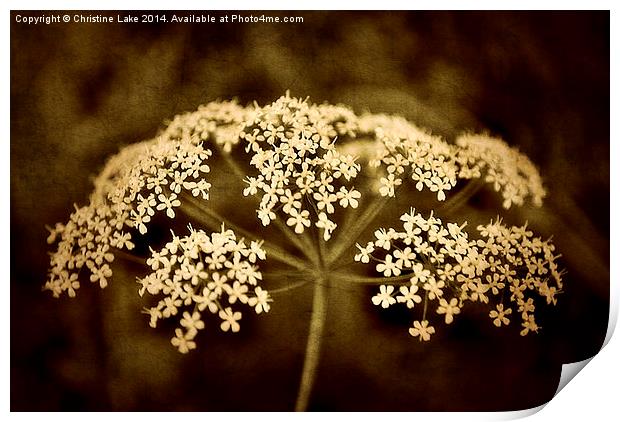 Cowbane Print by Christine Lake