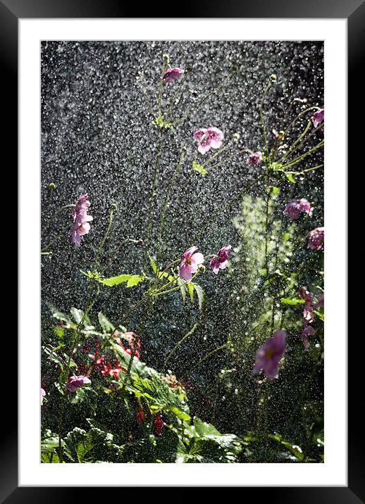 Rain flower Framed Mounted Print by Alan Pickersgill