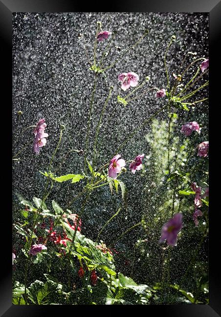 Rain flower Framed Print by Alan Pickersgill