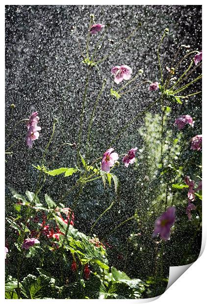 Rain flower Print by Alan Pickersgill