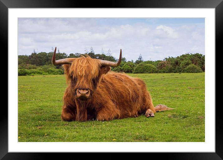 Highland cow of the New Forest Framed Mounted Print by Ian Jones