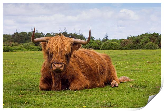 Highland cow of the New Forest Print by Ian Jones