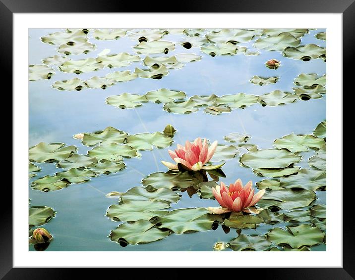 the tranquility of water lilies Framed Mounted Print by Heather Newton