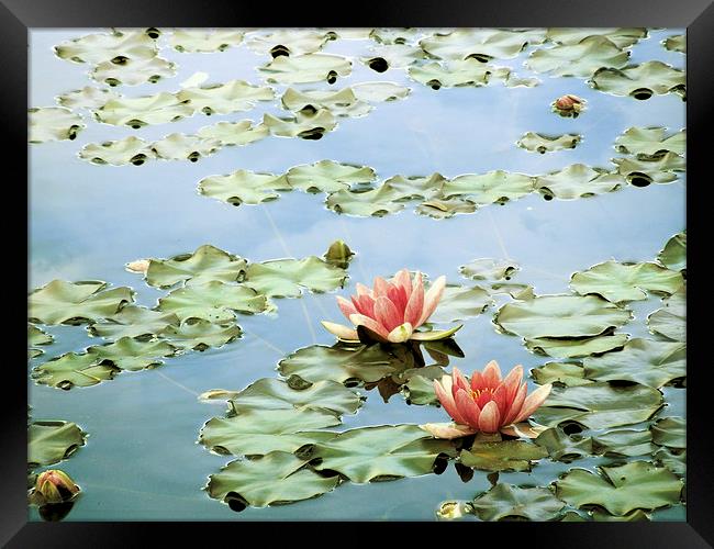 the tranquility of water lilies Framed Print by Heather Newton