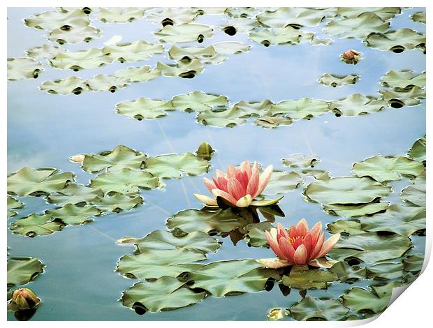 the tranquility of water lilies Print by Heather Newton