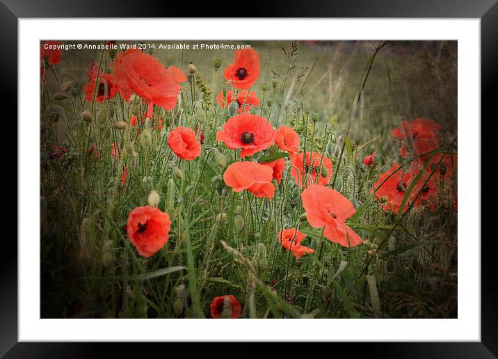 Poppy Love. Framed Mounted Print by Annabelle Ward