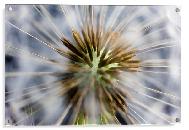 Dandelion flower seedhead Taraxacum officinale Acrylic by andy myatt