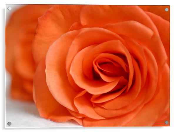 Red Rose Floribunda closeup Acrylic by andy myatt