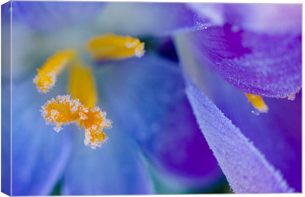 Frozen Stamen of a crocus Canvas Print by andy myatt