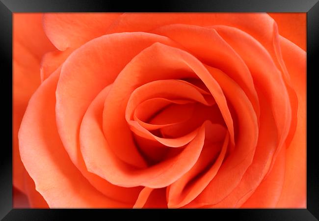Red Rose Floribunda closeup Framed Print by andy myatt