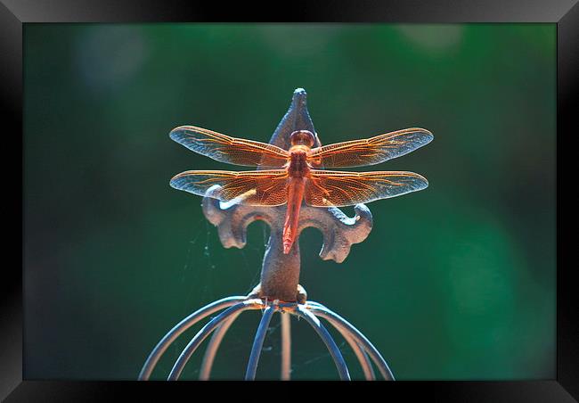 dragonfly sunning its wings Framed Print by Pete Schulte