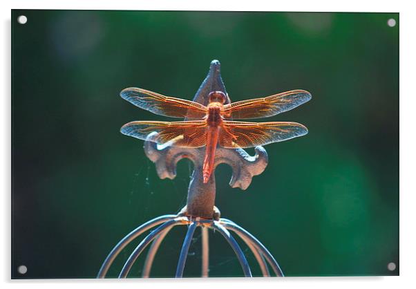 dragonfly sunning its wings Acrylic by Pete Schulte