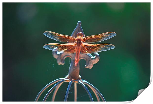 dragonfly sunning its wings Print by Pete Schulte