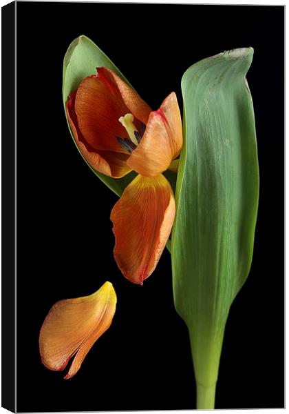 Falling Petal Tulip Canvas Print by Gary Lewis