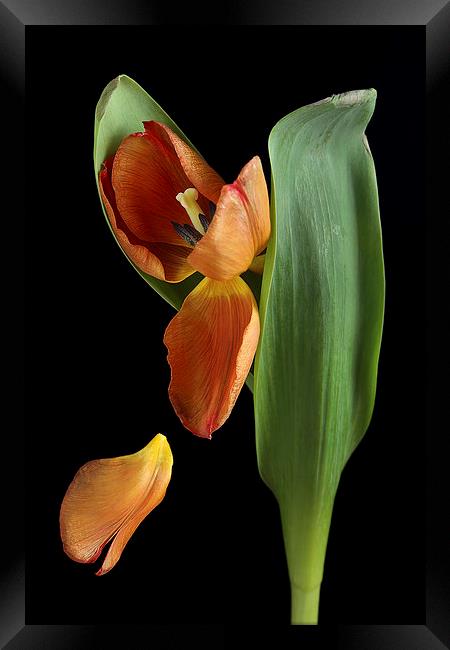 Falling Petal Tulip Framed Print by Gary Lewis
