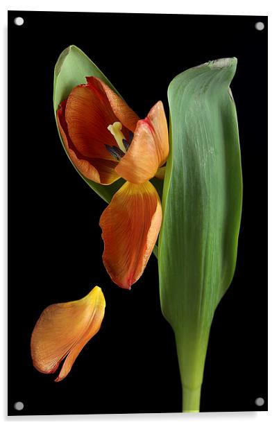 Falling Petal Tulip Acrylic by Gary Lewis